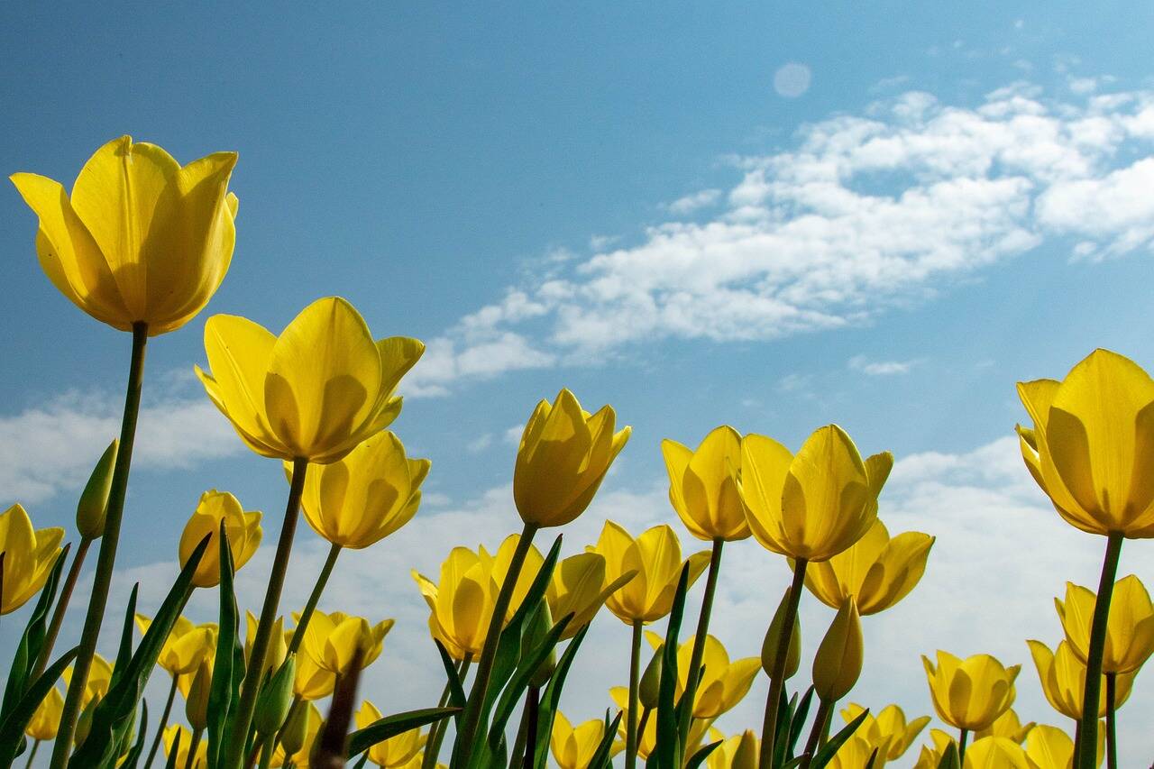 Blühende Auszeit