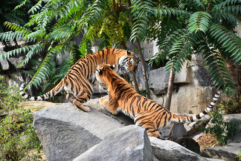 Ausflug im Tierpark Nürnberg mit Übernachtung im Hotel HerzogsPark in Herzogenaurach