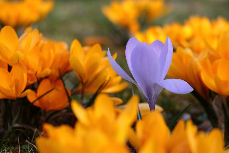 Sonntagsfrühling